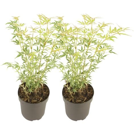 Érable du Japon - Lot de 2 - Acer palmatum 'Butterfly' - Hauteur 35-55cm - ⌀15cm