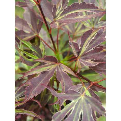 Érable du Japon 'Manyo-No-Sato' Pot de 4L/5L