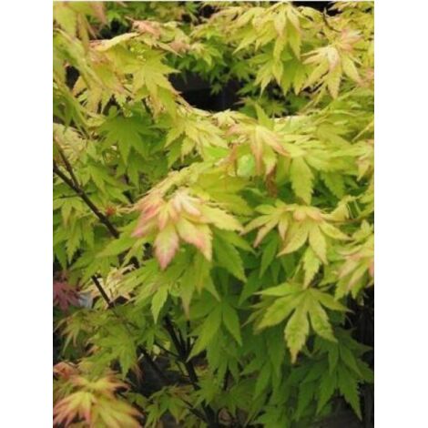 Érable du Japon 'Orange Dream' Godet de 8/9 cm