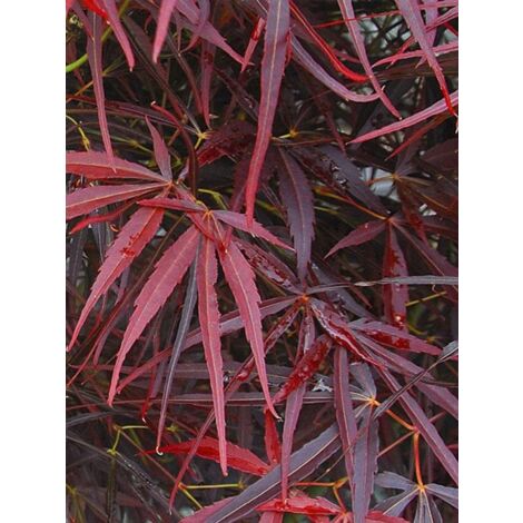 Érable du Japon 'Red Pygmy' Pot de 3L/4L