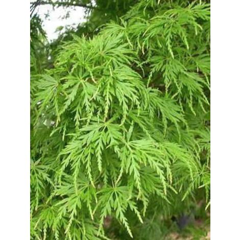 Érable du Japon 'Seiryu' Pot de 3L/4L