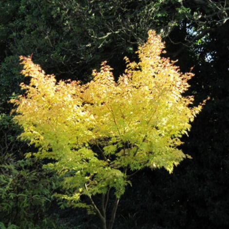 Érable du Japon Senkaki – Arbuste ornemental 3-5m – Feuillage vert tendre à rouge corail – Pour jardins ensoleillés ou semi-ombragés