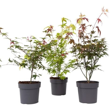 Érable du Japon - Set de 3 - Acer palmatum - Hauteur 60-70cm - ⌀19cm