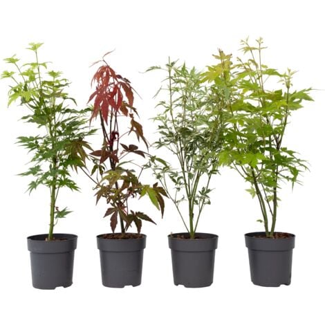 Érable du Japon - Set de 4 - Acer palmatum - Hauteur 25-40cm - ⌀10,5cm