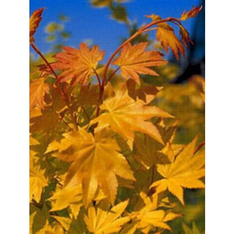 Érable du Japon 'Summer gold' Pot de 3L/4L