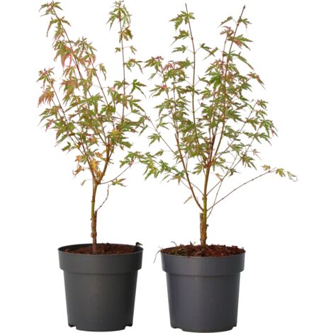Érable du Japon 'Taylor' - Set de 2 - Érable - Pot 19cm - Hauteur 60-70cm