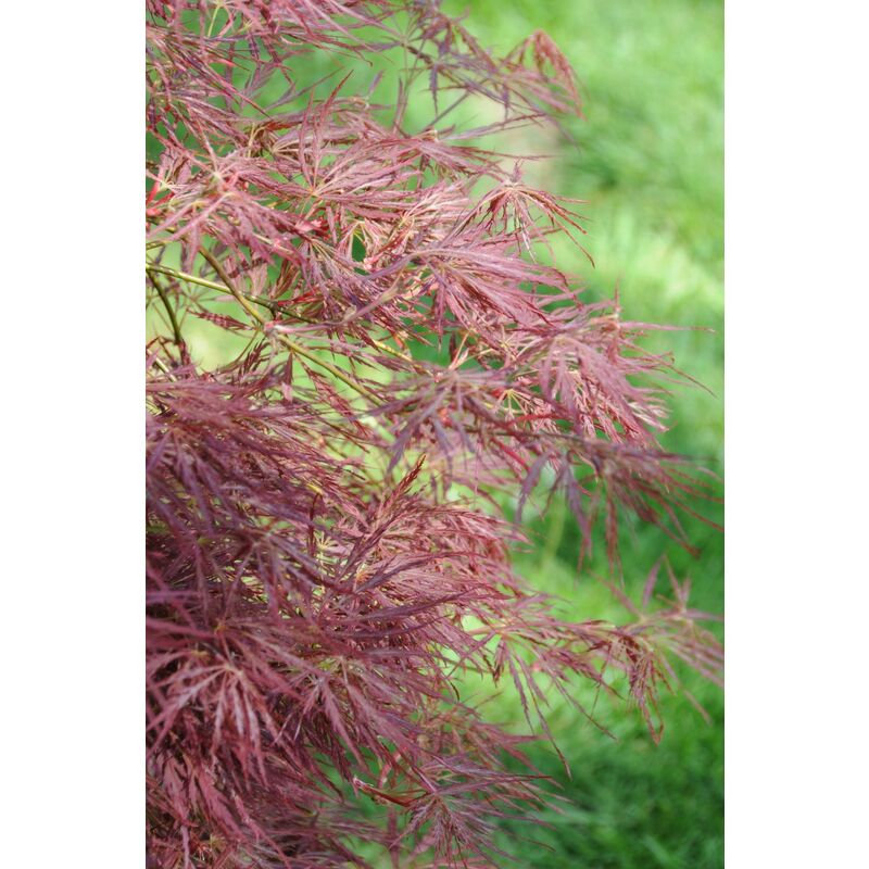 Erable 'Firecracker' Taille du pot - 2L