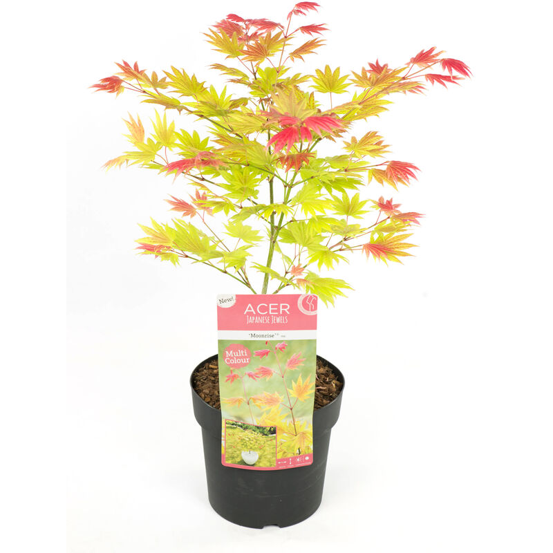 Plant In A Box - Acer palmatum 'Lever de lune' - Érable japonais - Pot 19cm - Hauteur 40-50cm - Vert