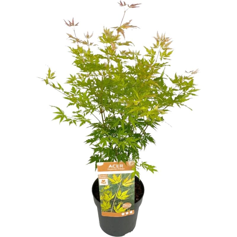 Plant In A Box - rable du Japon 'Orange Lace' - Érable du Japon - Pot 19 - Hauteur 60-70cm - Vert