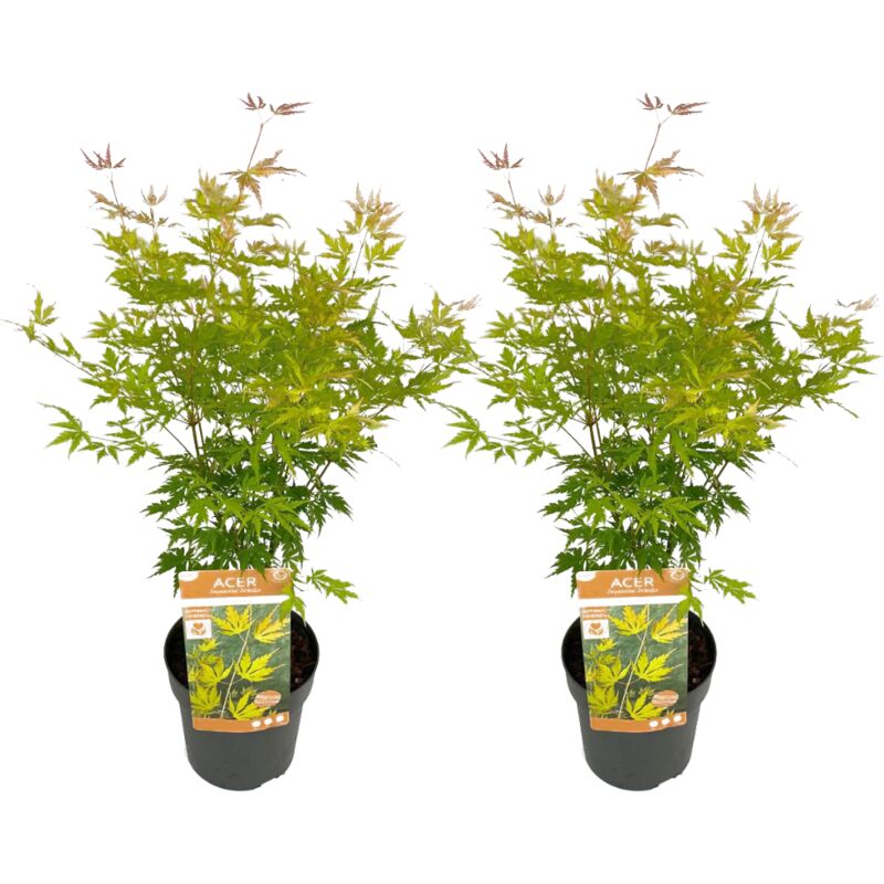 Plant In A Box - Erable japonais 'Orange Lace' - Set de 2 - Erable - Pot 19 - Hauteur 60-70cm - Vert