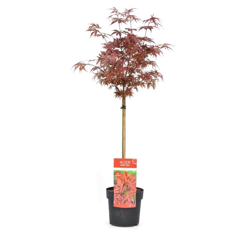 Plant In A Box - Acer palmatum 'Shaina' - Érable japonais - Pot 19cm - Hauteur 80-90cm - Vert