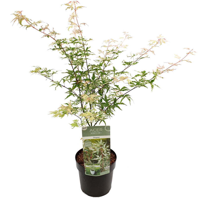 Plant In A Box - Acer palmatum 'Ukigumo' - Érable japonais - Pot 19cm - Hauteur 50-60cm - Vert