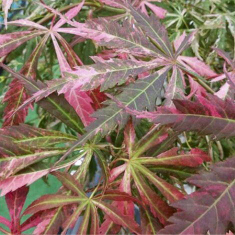 Érable palmé Extravaganza - Acer palmatum extravaganza 40cm