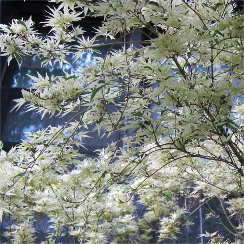 Rable du Japon Butterfly/Pot de 4L