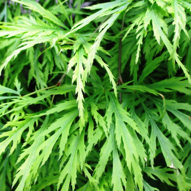 Rable du Japon Dissectum Shinonome/Pot de 4L