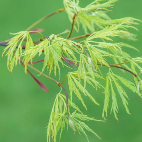 Érable palmé palmatum Koto No Ito | Pot de 4L - 40/60 cm