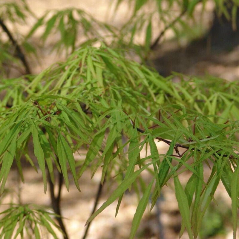 Rable du Japon Seiryu/Pot de 4L