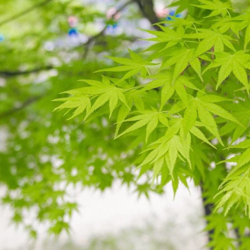 Rable du Japon Summer Gold/Pot de 4L