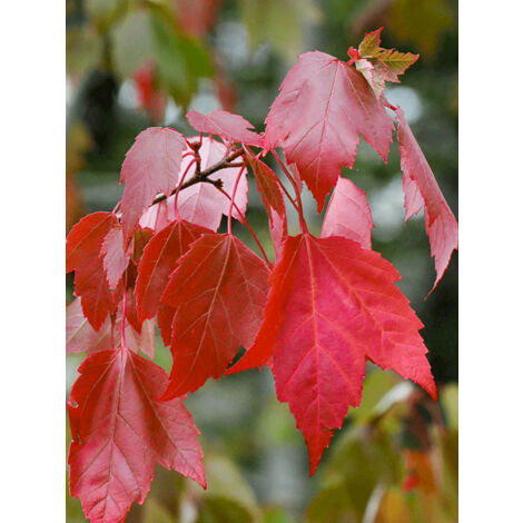 Érable rouge 'Fairview Flame' Pot de 12L/15L