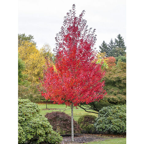Érable rouge 'Redpointe' – Pot de 1L/1,5L – Hauteur à maturité 1200cm – Feuillage caduc, couleurs automnales vives