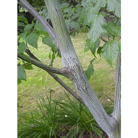 Érable 'Silver Vein' Pot de 12L/15L
