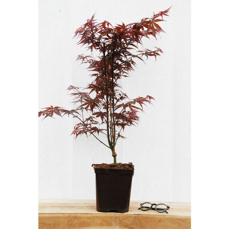 Erable 'Skeeter's Broom' Taille du pot - 4L