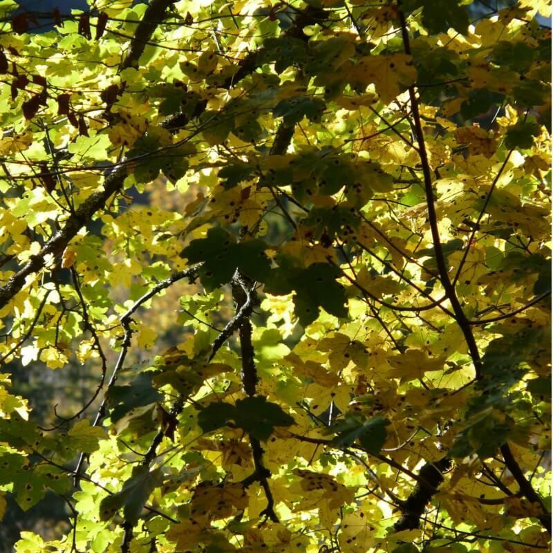 Pepinières Naudet - Erable Sycomore (Acer Pseudoplatanus) - Godet - Taille 20/40cm