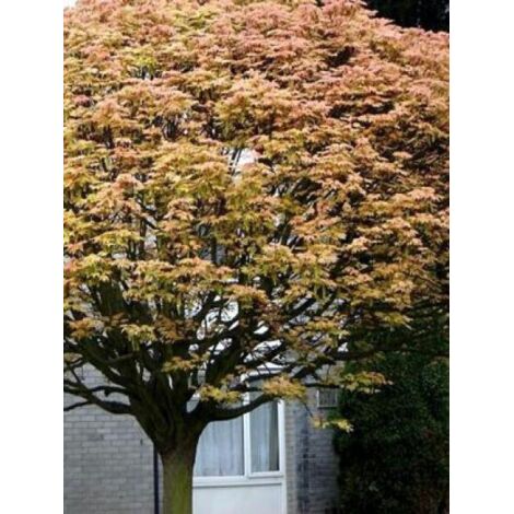 Érable sycomore 'Brilliantissimum' Pot de 4L/5L