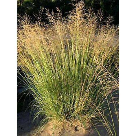 Eragrostis curvula Godet de 8/9 cm