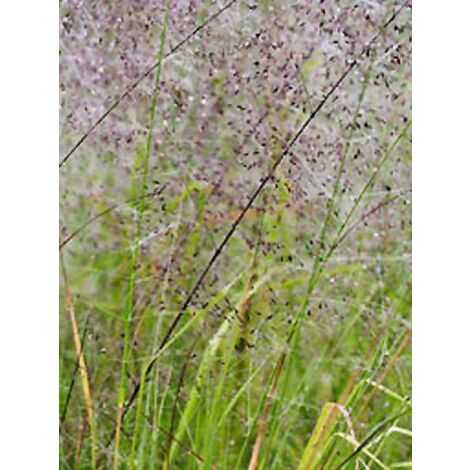 Eragrostis trichodes Pot de 1L/1,5L