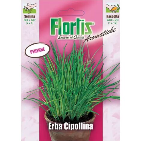 ERBA CIPOLLINA