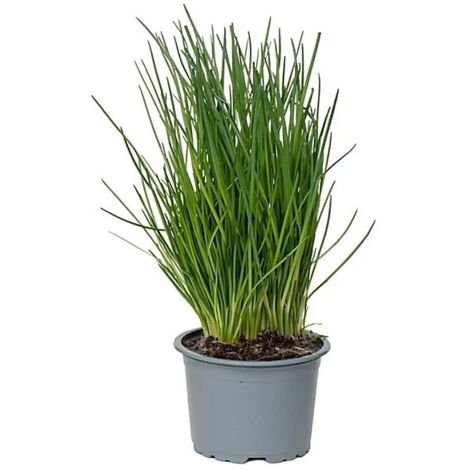 Erba Cipollina "Allium schoenoprasum" pianta aromatica in vaso  14 cm