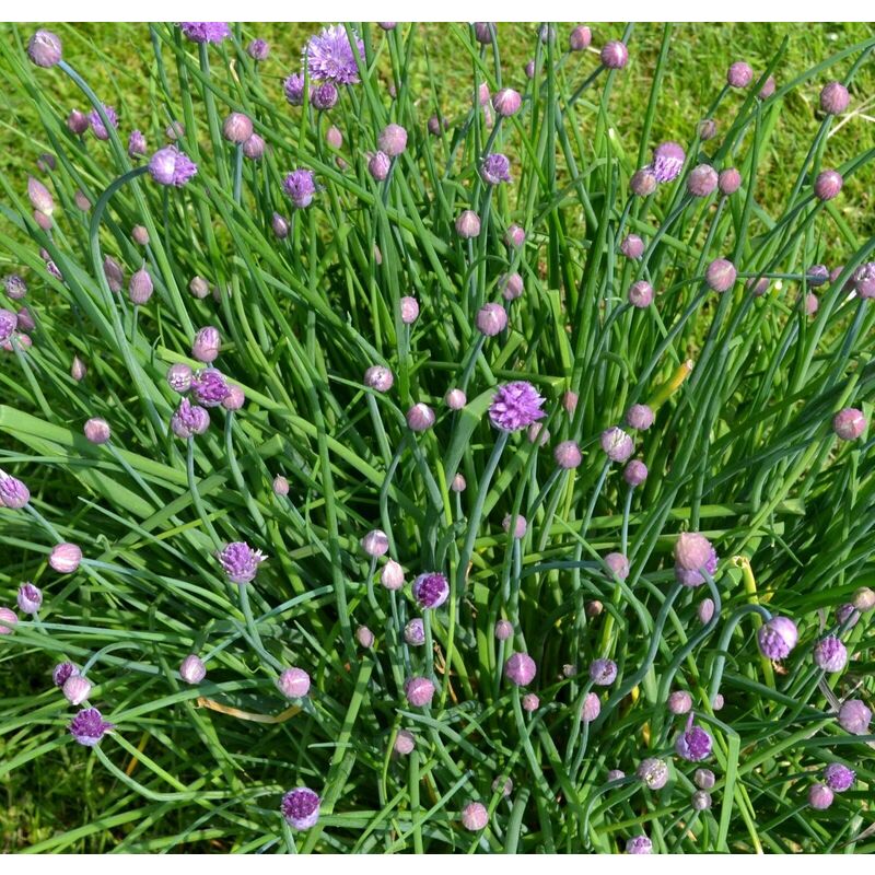 erba cipollina -vaso 14cm- piante aromatiche erbe aromatiche pianta aromatica