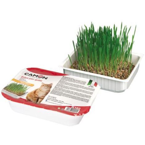 ERBA GATTO CAMON C/SEMI ORZO GATTI DISPLAY