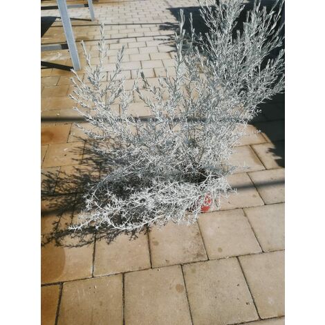 Eremophila Nivea v17