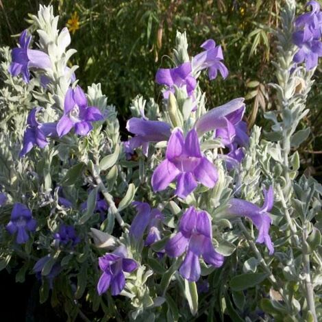 Eremophila Nivea vaso 24cm