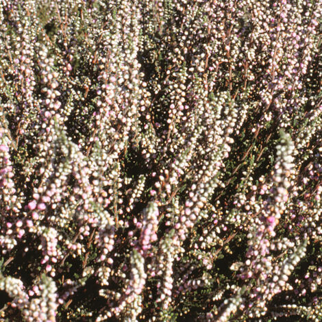 Erica darleyensis White Glow - Bruyère d'hiver Godet de 8/9 cm