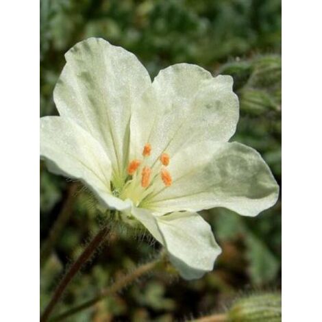 Érodium à fleurs d'or Pot de 2L/3L
