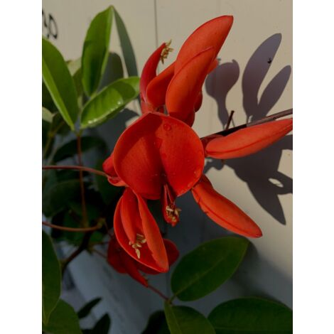Erythrina - Erythrina crista galli coral tree