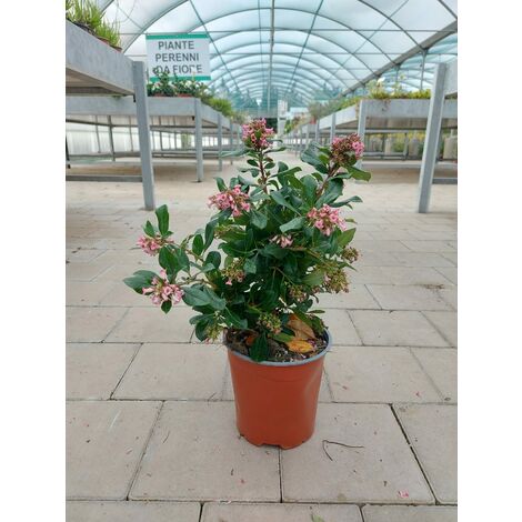 MEDITERRANEO GARDEN Escallonia Donard Radiance