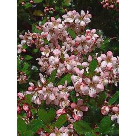 Escallonia  'Donard Seedling' Pot de 1L/1,5L
