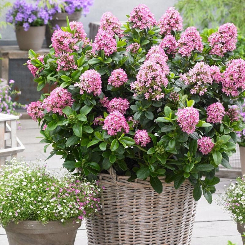 Escallonia Pink Elle® 'Lades'/Pot de 7,5L