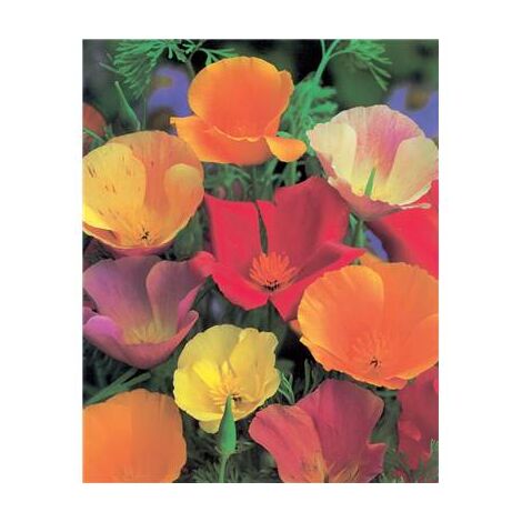 ESCHSCHOLTZIA MELANGE EXTRA - 1 G - graines