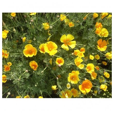 Eschscholzia géant de californie orange - 1g