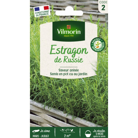 Estragon de Russie Vilmorin