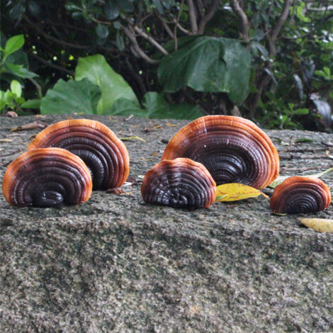 Étagères murales champignons - Ensemble décoration artificielle - Résine simulation - 5 mini reishi - Installation facile jardin terrasse cottage