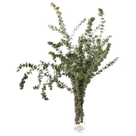 Eucaliptus Baby Blue  Flor Natural  Ramo de 5 tallos  Verde  30cm de alto