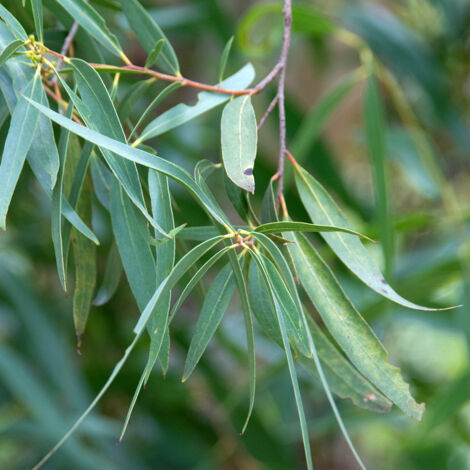 Eucalyptus approximans - Mallee de Barren Mountain Pot de 4L/5L, Pot anti-chignon
