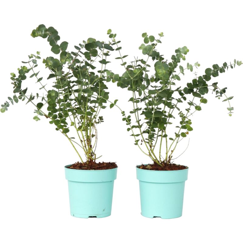 Plant In A Box - Gommier - Set de 2 - Eucalyptus pulverulenta 'Baby Blue' - H35-45cm - ⌀15cm