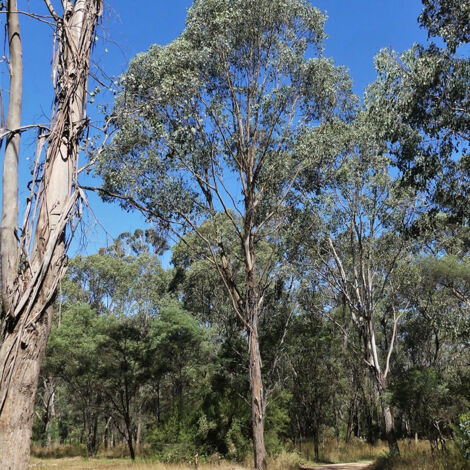 Eucalyptus camphora subsp camphora - Gommier des marais Pot de 4L/5L, Pot anti-chignon